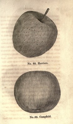 Image: William Coxe, A view of the cultivation of fruit trees, and the management of orchards and cider (1817)
